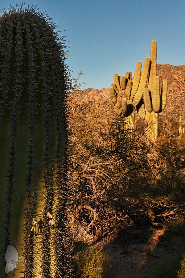 Cowboys, Snakes and Cacti…Tucson, Arizona